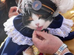 Lucu, Kucing Jadi Kepala Stasiun di Jepang