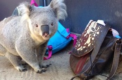 Liburan di Australia, Tas Personel Spice Girls Dikencingi Koala