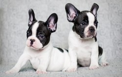 Ferran Adria Sedang Cari French Bulldog untuk Logo ElBulli