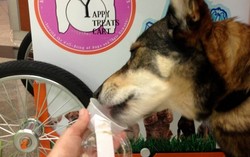 Wah, di New York Ada Frozen Yogurt Keliling untuk Anjing!