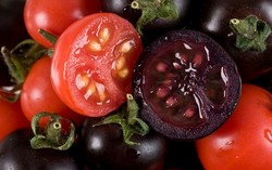 Ini Dia Tomat Rekayasa Genetik, Berwarna Ungu dan Tak Cepat Busuk
