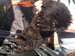 Kucing Ini Selamat Setelah 2 Minggu Terjebak di Kap Mesin Mobil