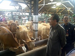 Suswono Curiga Importir Tahan Impor Agar Harga Daging Tetap Tinggi