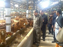Suswono Ingatkan Pemda Awasi Pemotongan Sapi Betina Produktif