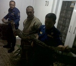 Ular Sanca Empat Meter Keliaran di Rumah Bos Hotel Puri Cipaganti