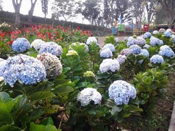 Kota Batu Punya Taman 1.000 Bunga untuk Katakan Cinta