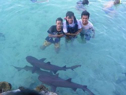 Berenang Bareng Hiu di Karimunjawa, Berani?