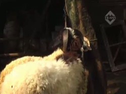 Aneh! 15 Ekor Kambing Dicuri, Jeroannya Ditinggalkan