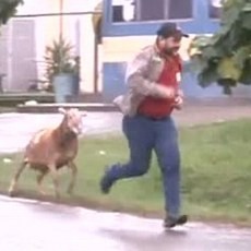 Video Kambing Ngamuk Hebohkan YouTube