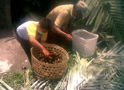 Salak RI Ditolak China, Petani Bidik Pasar Australia dan Eropa