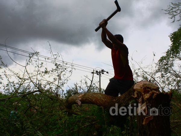 Warga Ngamuk, Pohon Klampis Perhutani Dibasmi