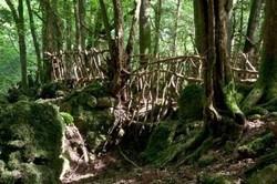 Hutan Ala Film The Hobbits Sungguhan Ada di Inggris