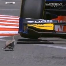 Hindari Laju Mobil GP2 di Monako, Merpati Ini Bersalto
