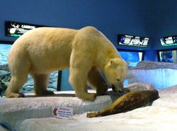 Dari Hotel Pohon Sampai Beruang Kutub, Ada di Batu Secret Zoo