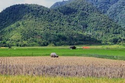 Jakarta Punya Kemang, Bukittinggi Punya Kamang