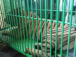 Hore! Medan Zoo Kini Punya Sepasang Harimau Benggala
