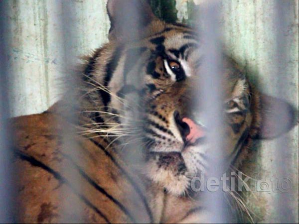 Medan Zoo Kini Punya Sepasang Harimau Benggala
