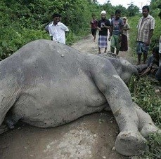 2 Gajah Ditemukan Mati di Taman Nasional di Riau
