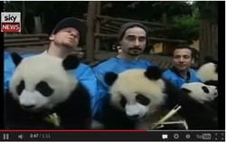 Liburan di China, Backstreet Boys Rayu Bayi Panda
