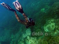 Spearfishing, Cara Ramah Berburu Ikan