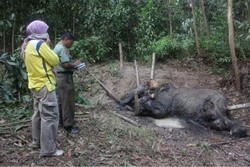 2 Gajah Liar yang Mati Tak Wajar di Riau Ternyata Kena Racun Tikus