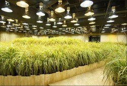 Keren! Ada Sawah di Bawah Tanah Kota Tokyo
