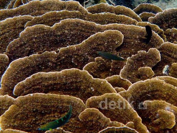 Menikmati Keindahan Bawah Laut Pulau Sangiang