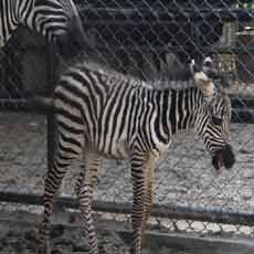 Mentari, Koleksi Anak Zebra Betina di KBS 