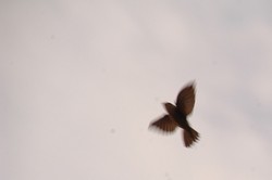 Sarang Burung Walet RI Ditolak China, Ini Penjelasan Kemendag