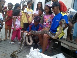 Ular 3,7 Meter Terlilit Pancing di Sungai Banjir Kanal Barat Semarang