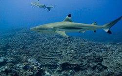 Uni Eropa Perketat Peraturan Pengambilan Sirip Hiu