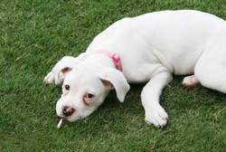 Pemiliknya Merokok, Hewan Peliharaan pun Bisa Kena Kanker