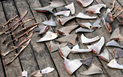 Apakah Konsumsi Daging Kuda dan Ikan Paus Pantas untuk Manusia?