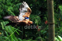 Aparat DKI Penjual Hewan Langka Terancam 5 Tahun Penjara