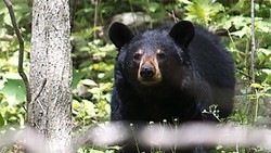 Dibekuk Polisi, Oknum Aparat DKI Juga Bisa Sediakan Beruang Madu