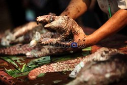 Hati-hati Saat Beli Peliharaan, Bisa Jadi Itu Hewan Langka