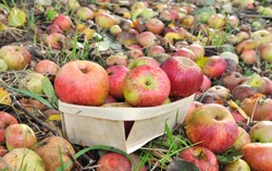 Jumlah Makanan Terbuang Berdampak Jumlah Pembuangan Air Dunia