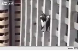 Terjun Bebas, Perempuan Nyangkut di Lantai 10 Gedung