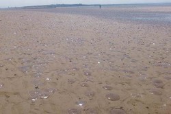 Fenomena Aneh, Ribuan Ubur-ubur Terdampar di Pantai Inggris