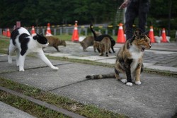 Miiaaw! Bekas Kota Tambang di Taiwan Jadi Penuh Kucing