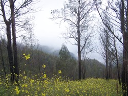 Lembah Bunga