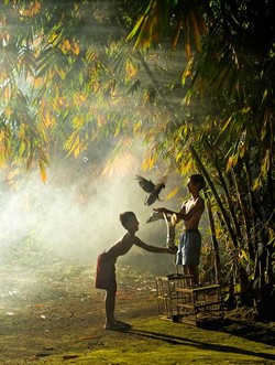 Bermain Dengan Burung