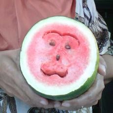 Heboh! Ada Wajah Monyet di Semangka Ini