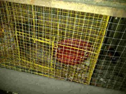 Warga Jombang Tangkap Seekor Babi Ngepet