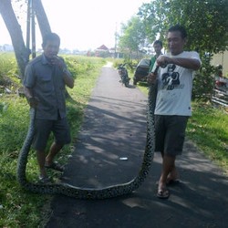 Dua Ular Sanca Teror Asrama Polisi