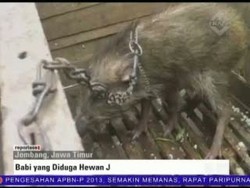 Babi yang Diduga Hewan Jadi-jadian Ditangkap Warga