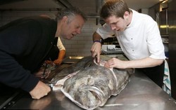 Resto Ini Mendapat Seekor Ikan Halibut 70 kg Seharga Rp 15 Juta