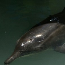 Diajak Foto Turis China, Lumba-lumba Terdampar Mati Mengenaskan