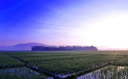 Sambut Pagi