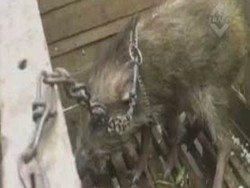 Babi Ngepet Ditangkap Warga